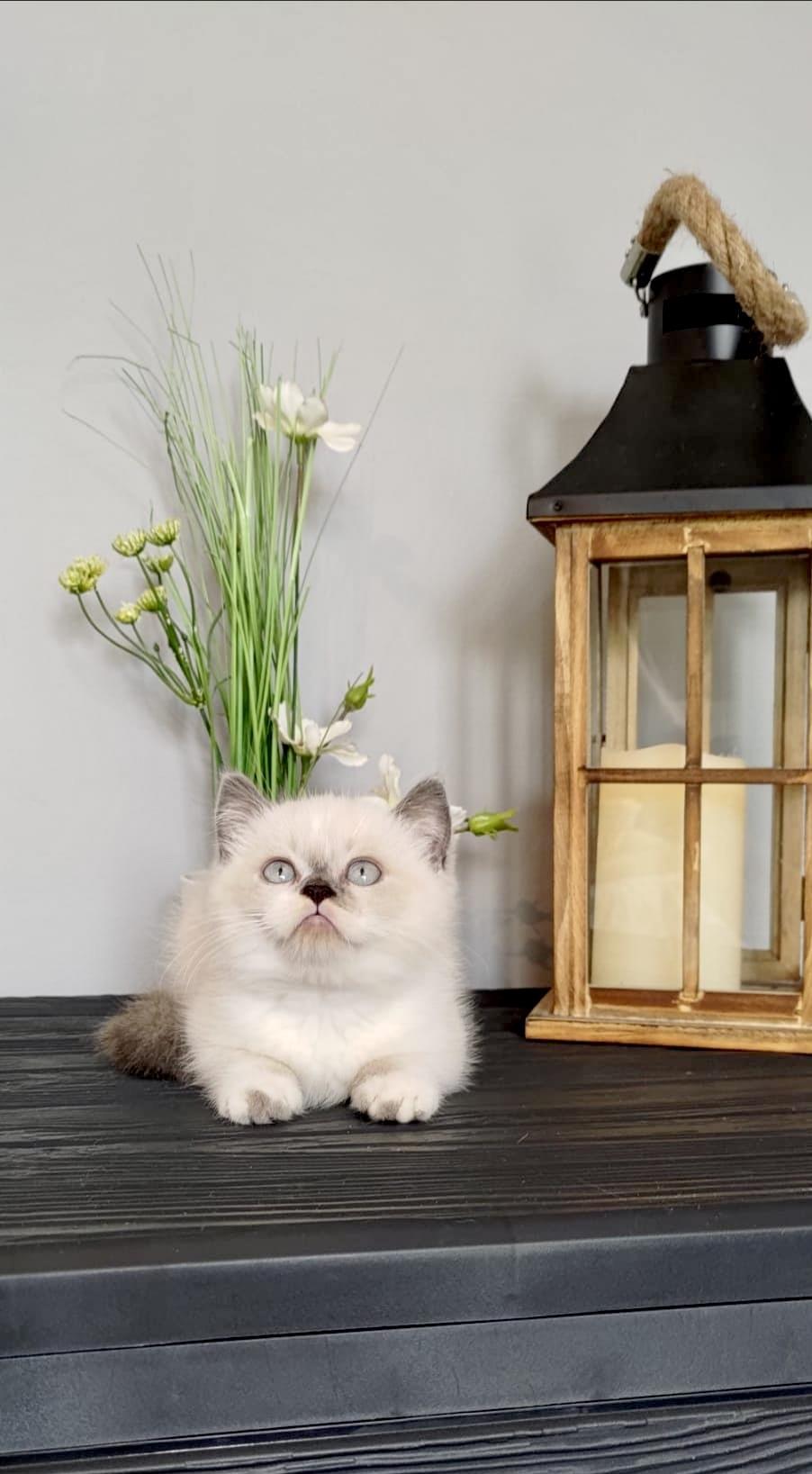 British Shorthair Color Point , ambii parinti Pkd/Fiv/Felv/Fcov