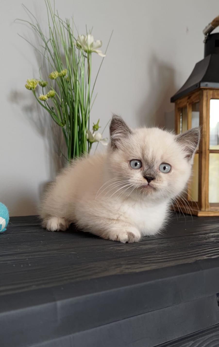 British Shorthair Color Point , ambii parinti Pkd/Fiv/Felv/Fcov