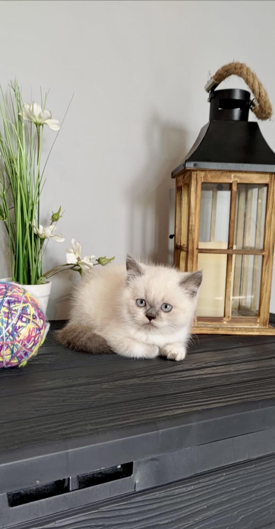 British Shorthair Color Point , ambii parinti Pkd/Fiv/Felv/Fcov