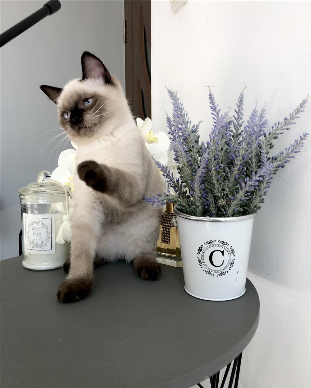 British Shorthair Color Point, Pkd,Fiv,Felv,Fcov parintii
