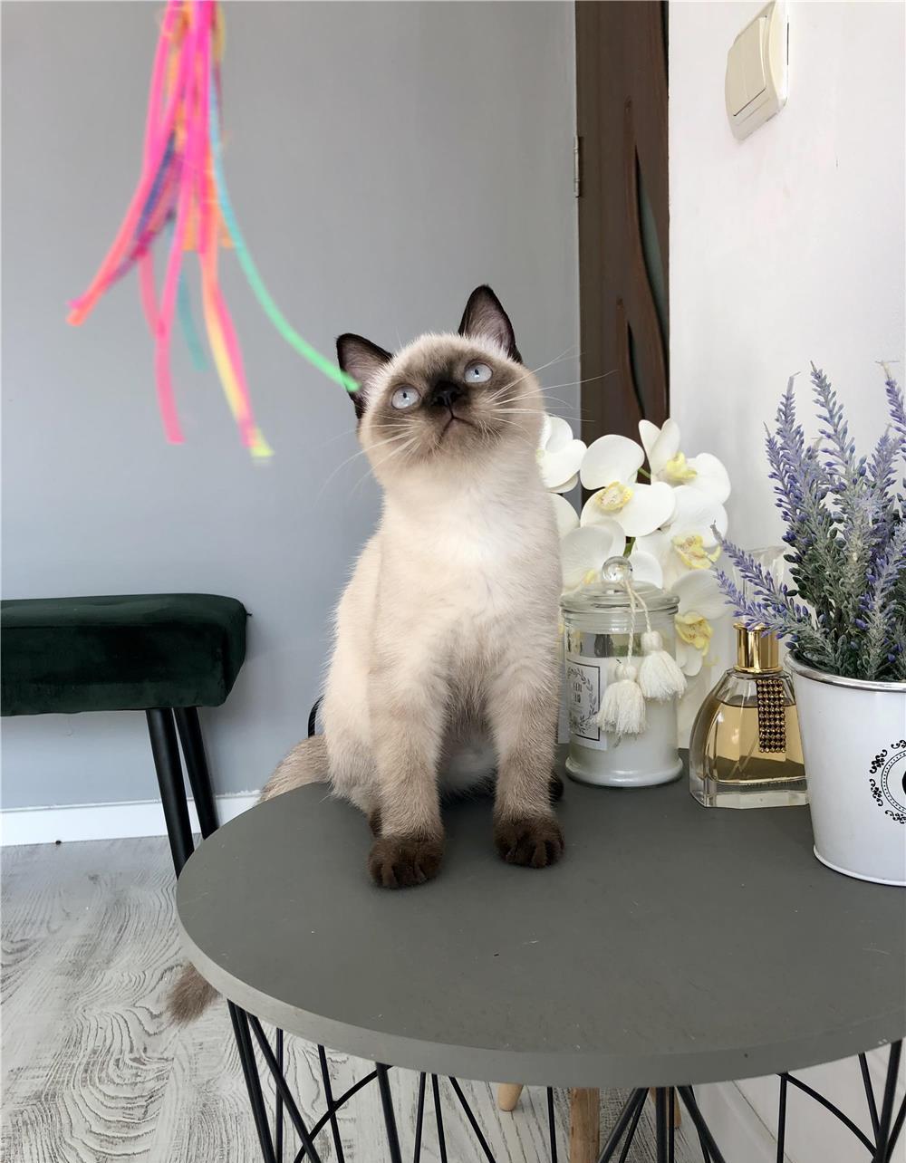 British Shorthair Color Point, Pkd,Fiv,Felv,Fcov parintii
