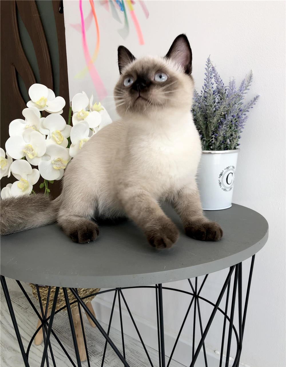 British Shorthair Color Point, Pkd,Fiv,Felv,Fcov parintii