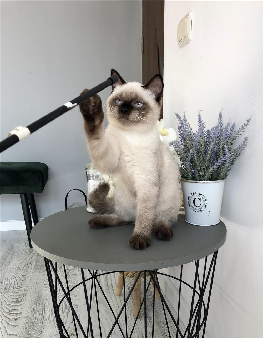 British Shorthair Color Point, Pkd,Fiv,Felv,Fcov parintii