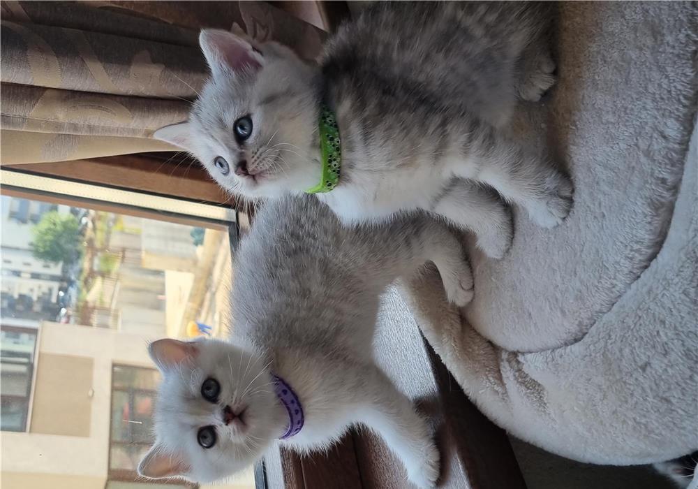 British shorthair dragalasi!