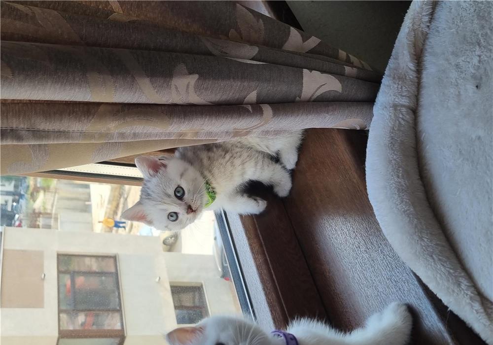 British shorthair dragalasi!