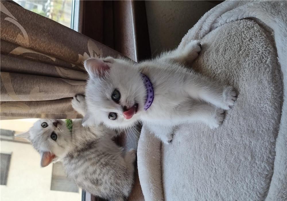 British shorthair dragalasi!