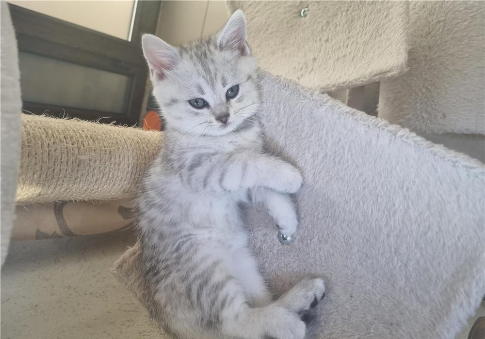 British shorthair dragalasi!