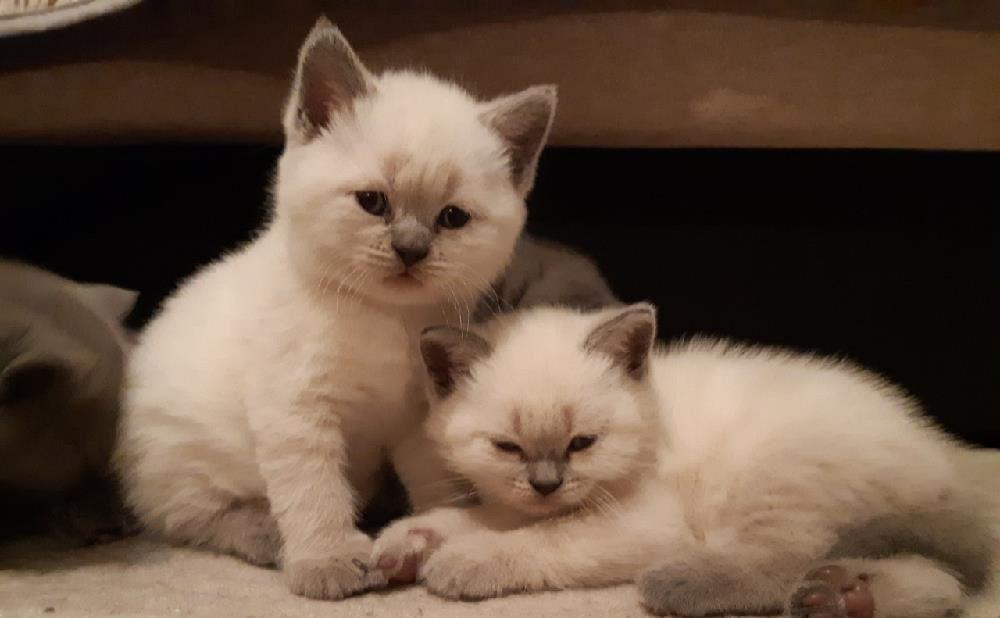 British shorthair fetita color point