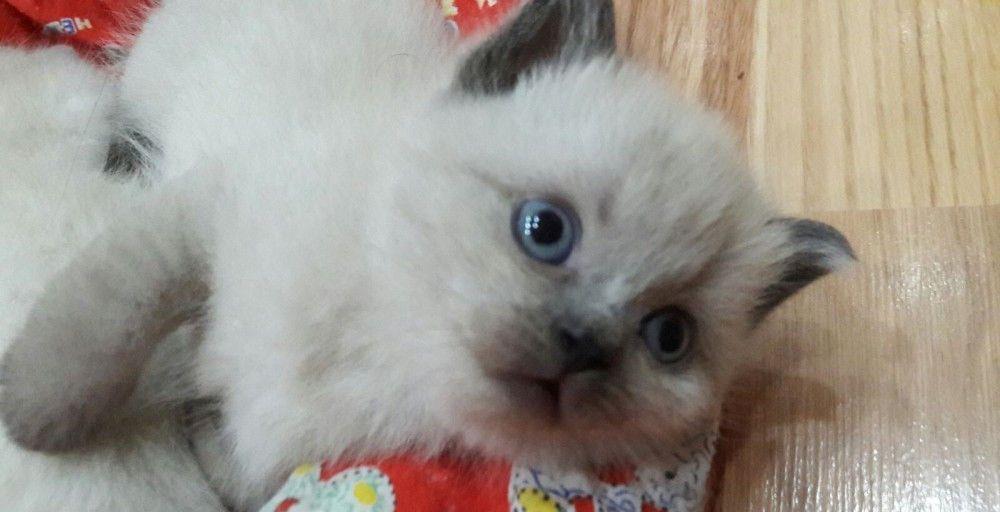 British shorthair fetita color point