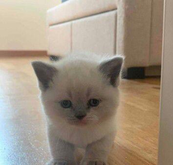 British shorthair fetita color point