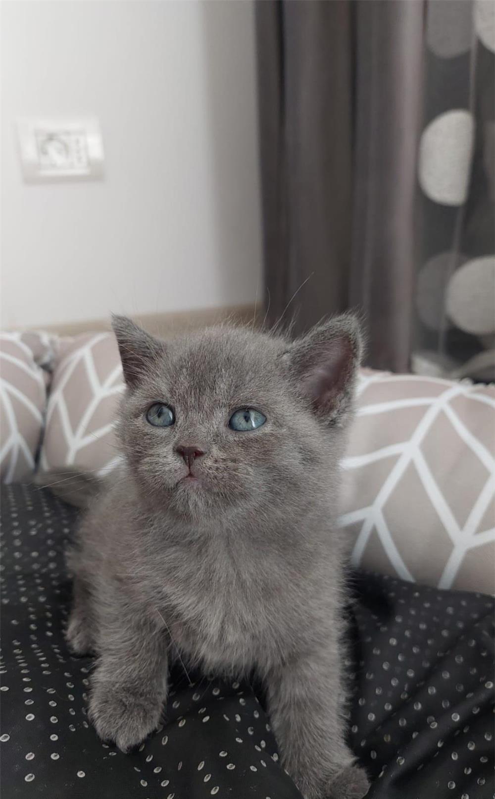 British Shorthair foarte draguti
