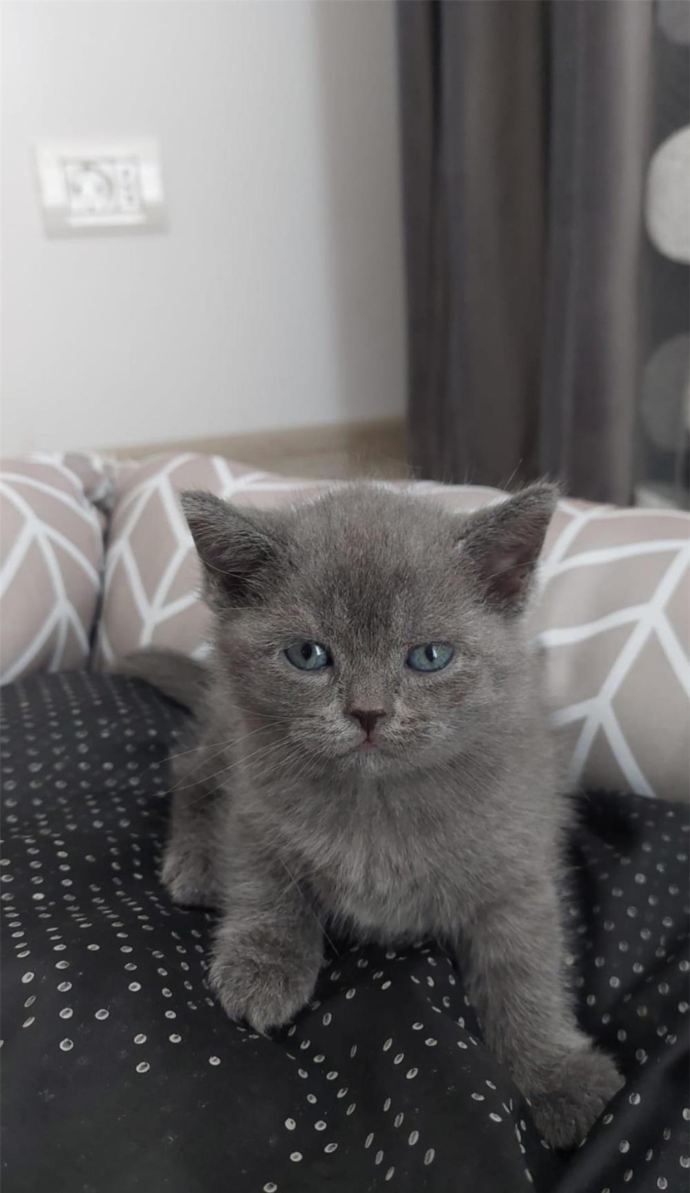 British Shorthair foarte draguti