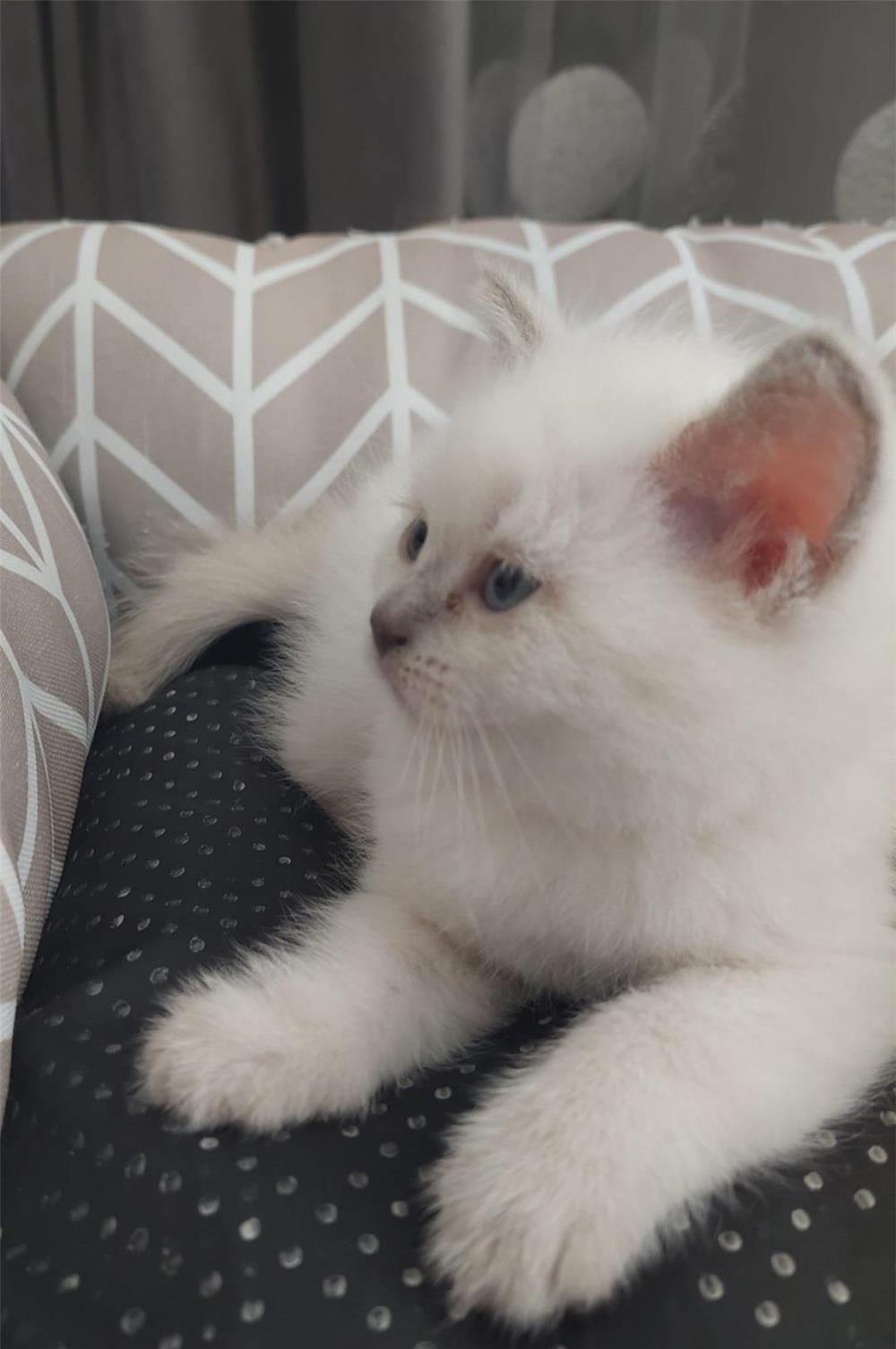British Shorthair foarte draguti