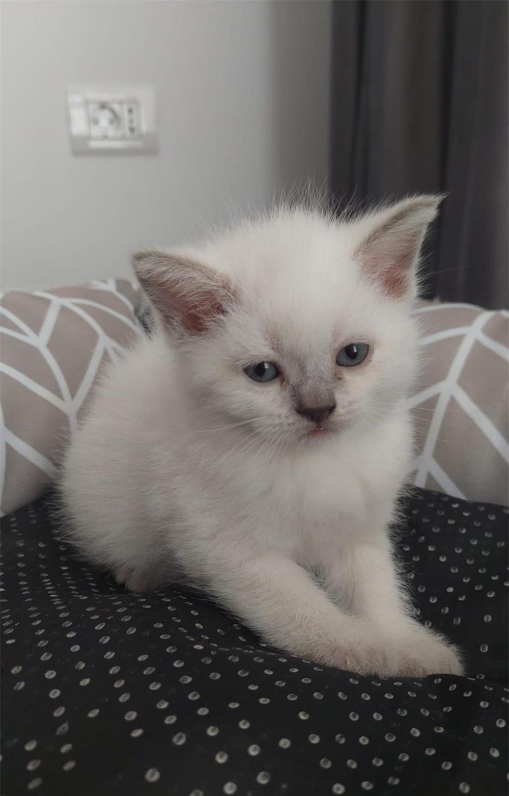 British Shorthair foarte draguti