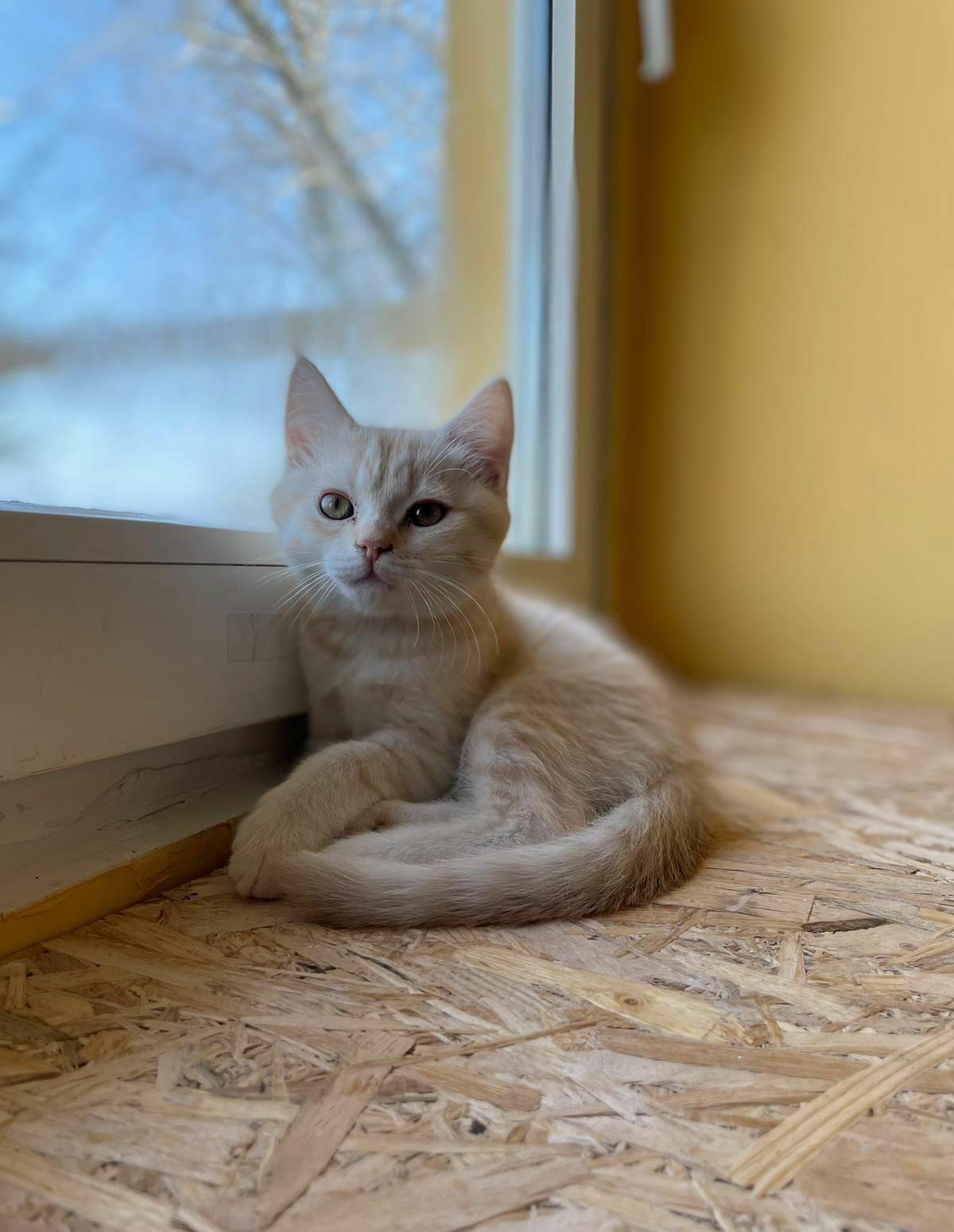 British shorthair golden