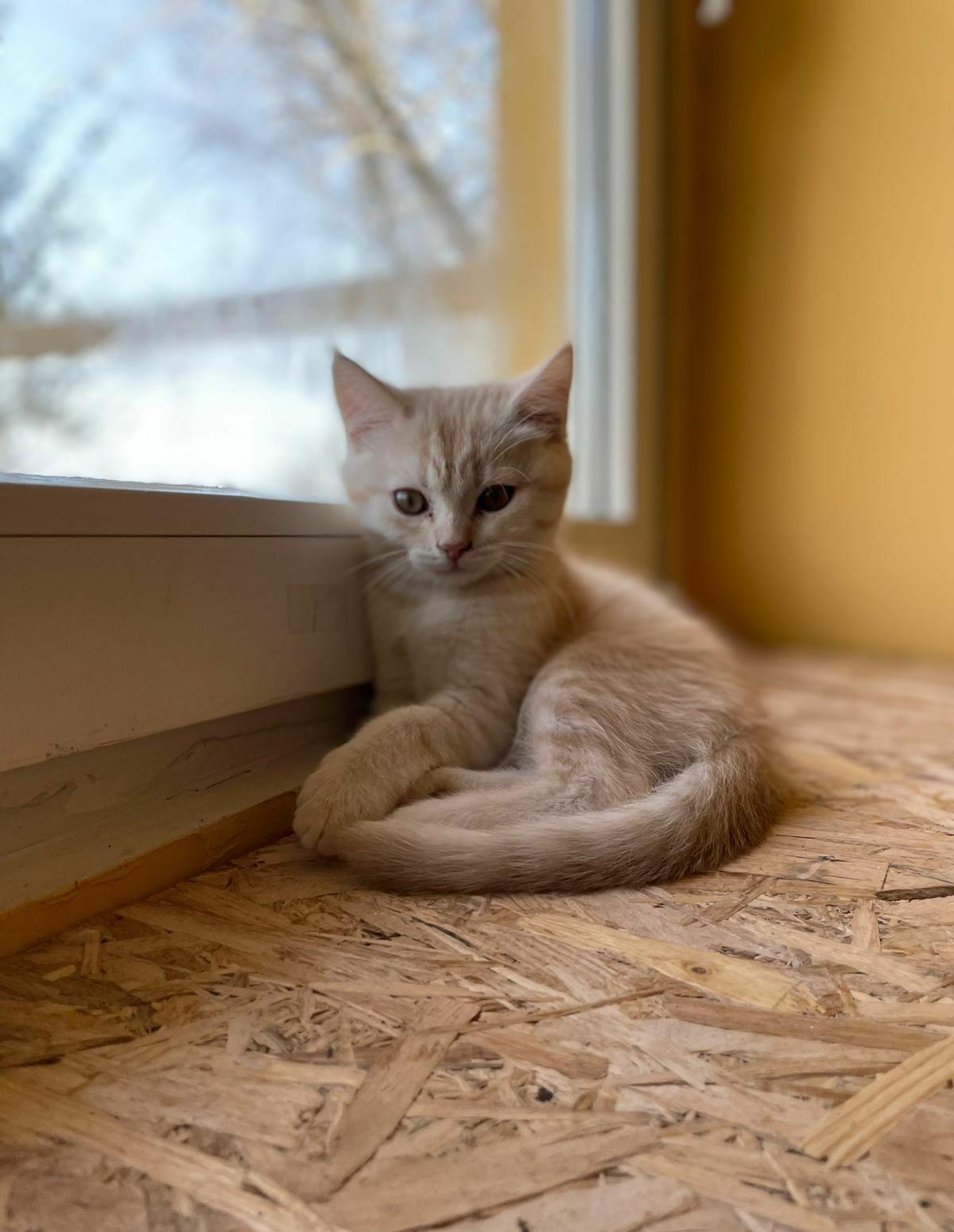 British shorthair golden