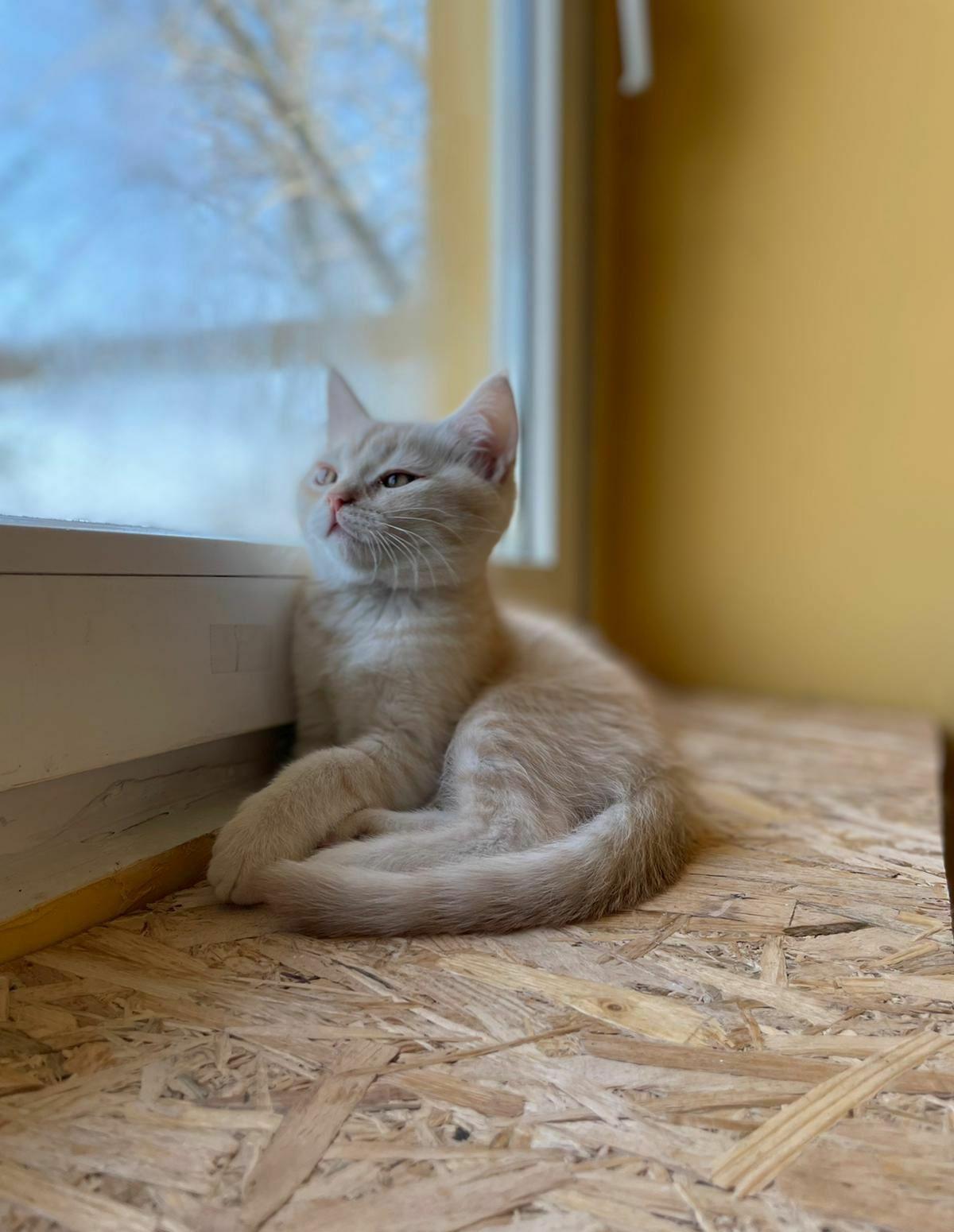 British shorthair golden