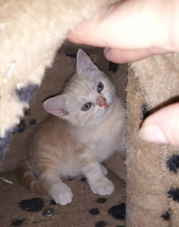 British Shorthair Golden Tabby
