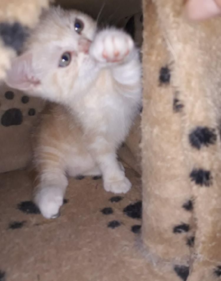 British Shorthair Golden Tabby
