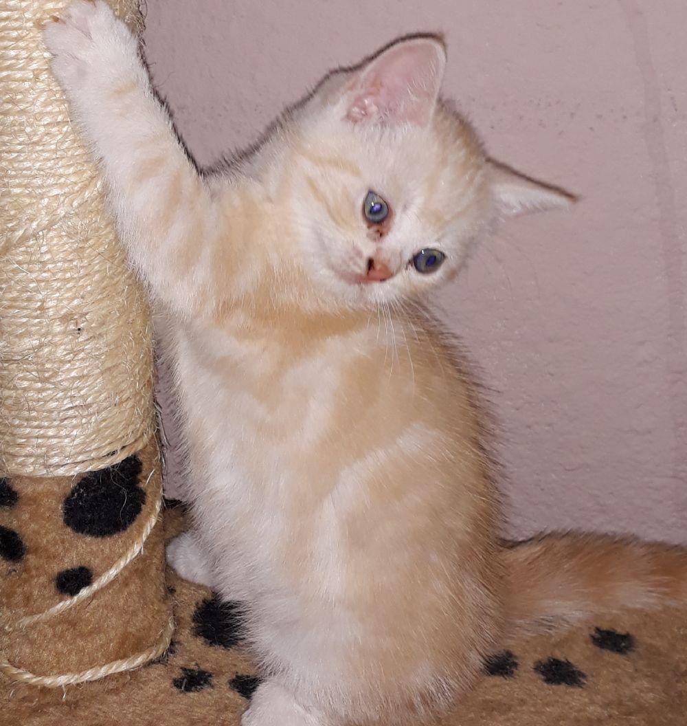 British Shorthair Golden Tabby