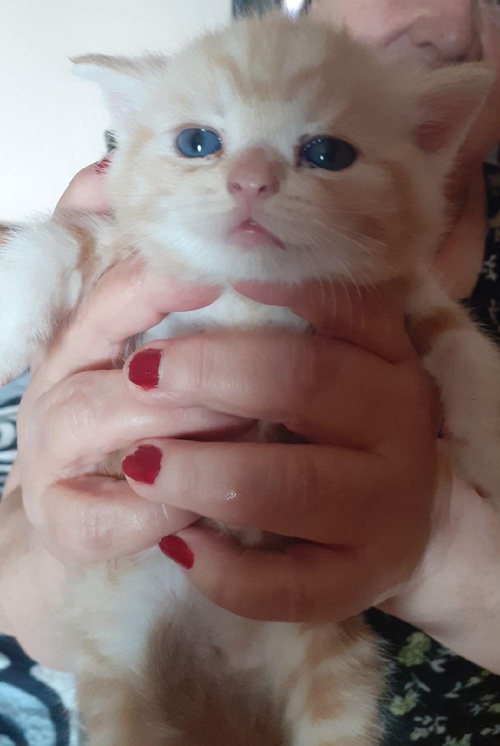 British Shorthair Golden Tabby