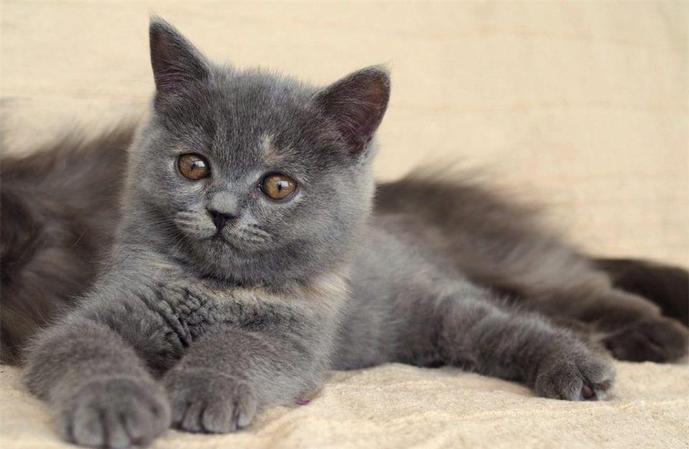british shorthair lilac si blue