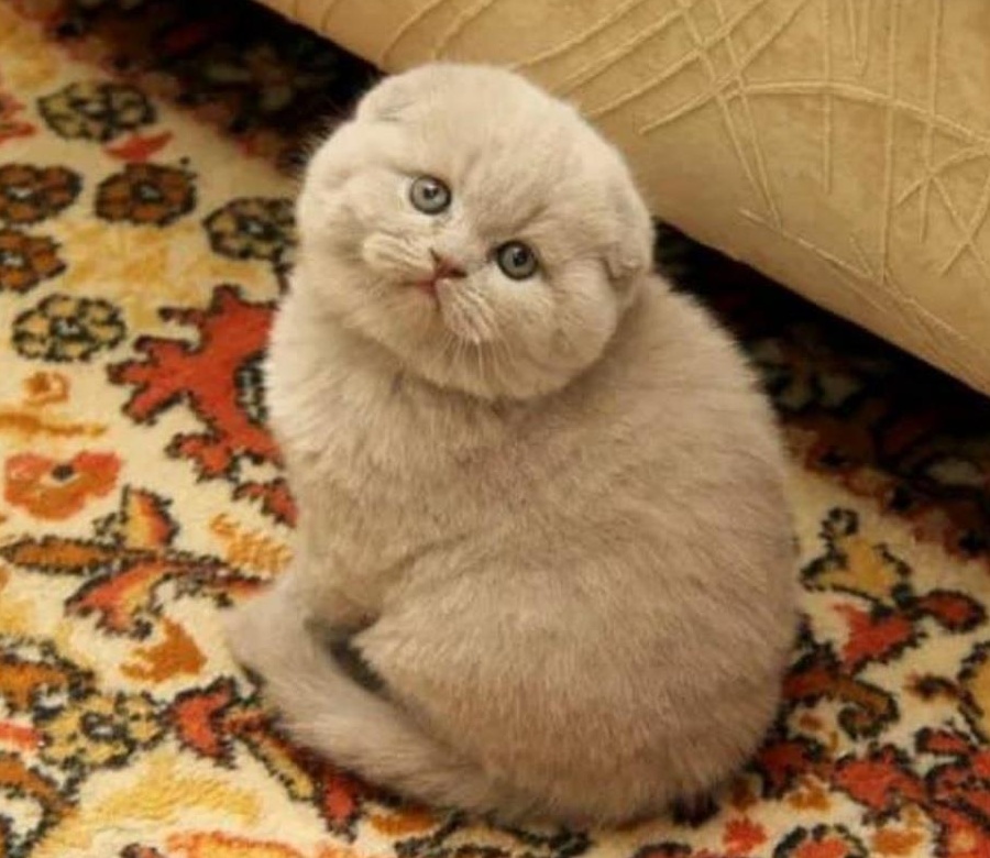 British shorthair lilac și Scottish Fold lila. Rasă pură.  Disponibili imediat