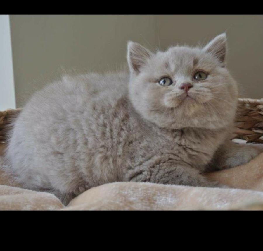 British shorthair lilac și Scottish Fold lila. Rasă pură.  Disponibili imediat