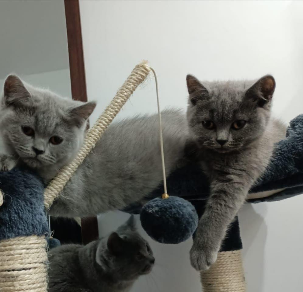 British shorthair/ Scottish fold