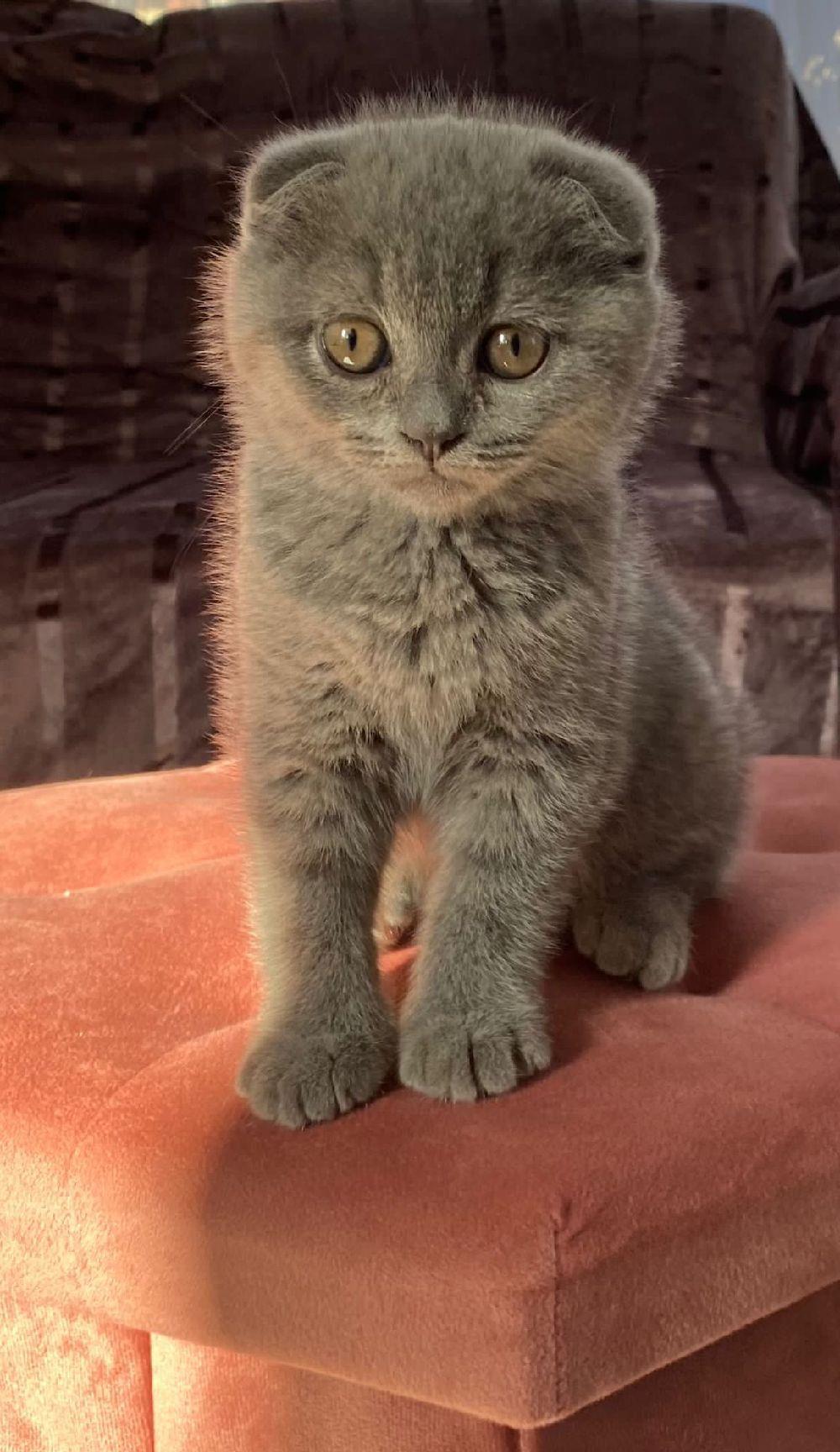 British shorthair/ Scottish fold