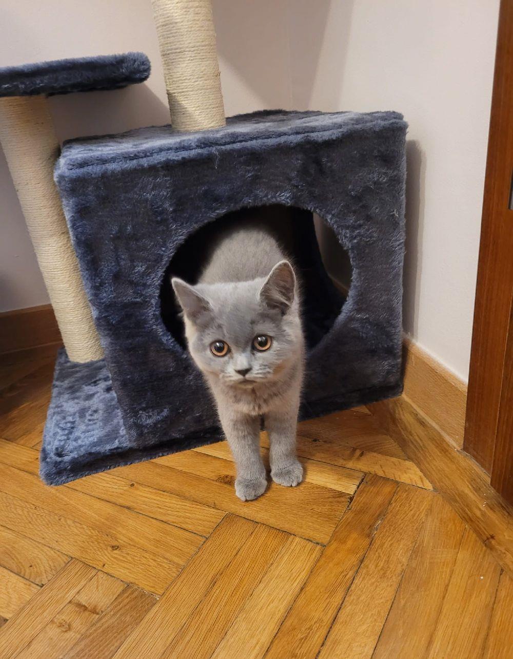 British shorthair/ Scottish fold