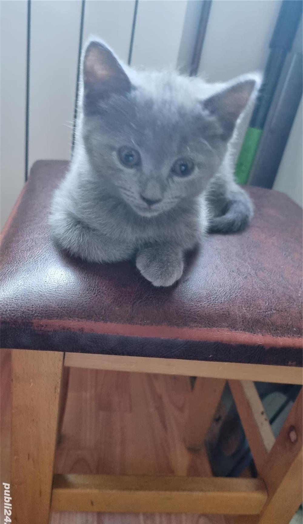 British shorthair smoked tabby