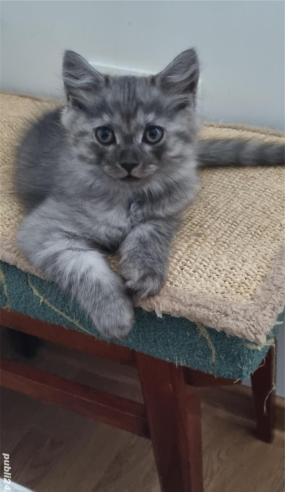 British shorthair smoked tabby