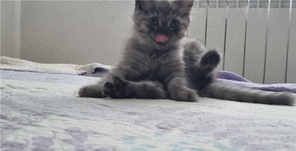 British shorthair smoked tabby