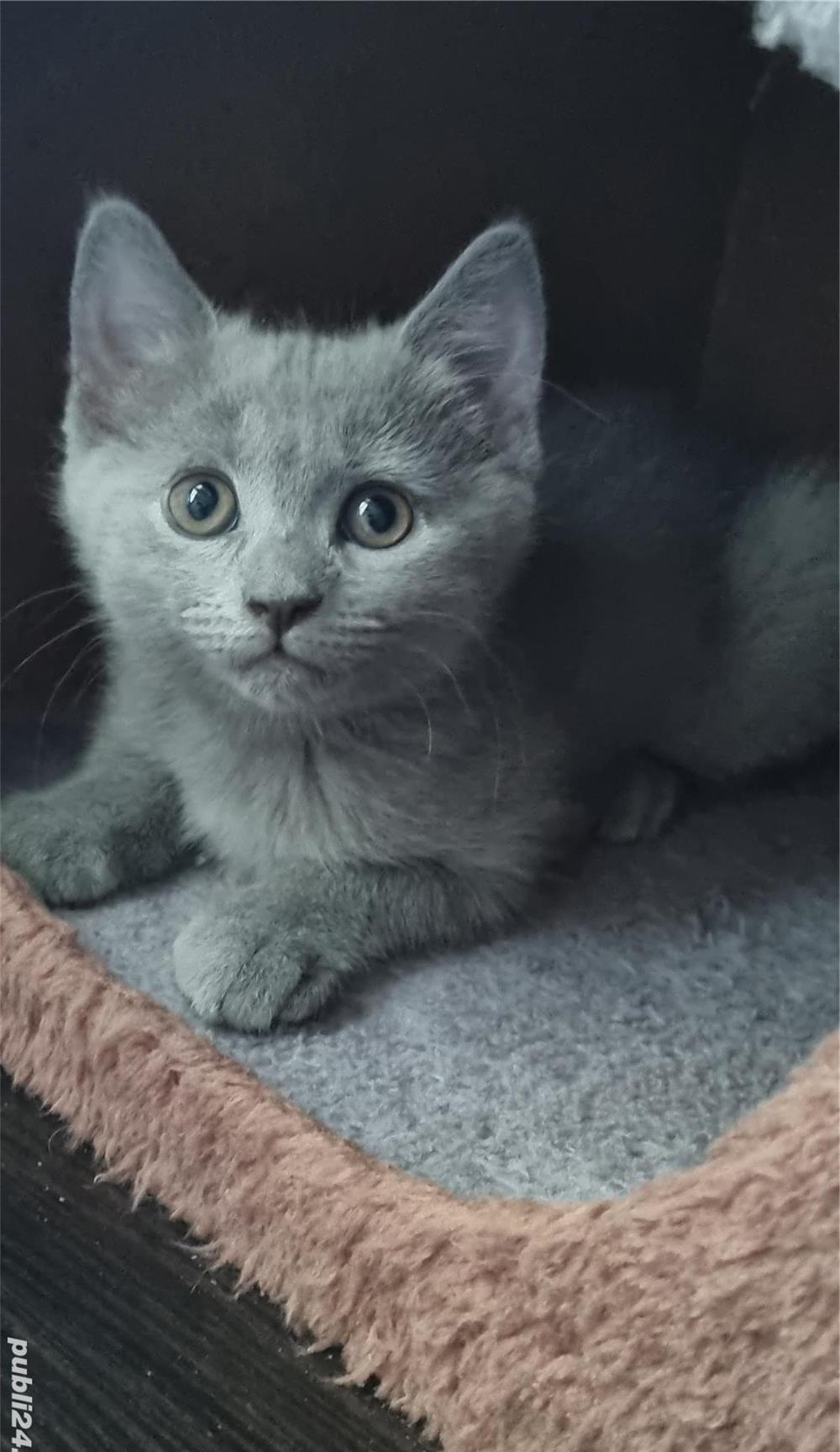 British shorthair smoked tabby