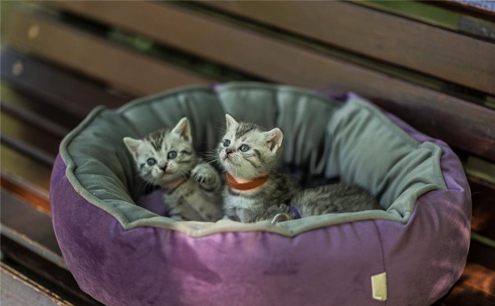 British shorthair tabby silver