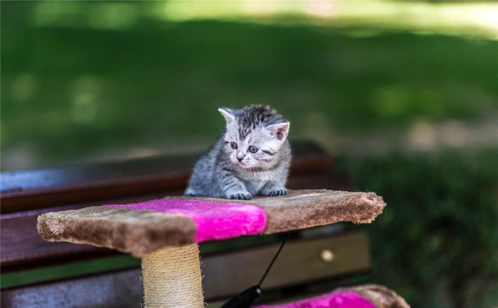 British shorthair tabby silver