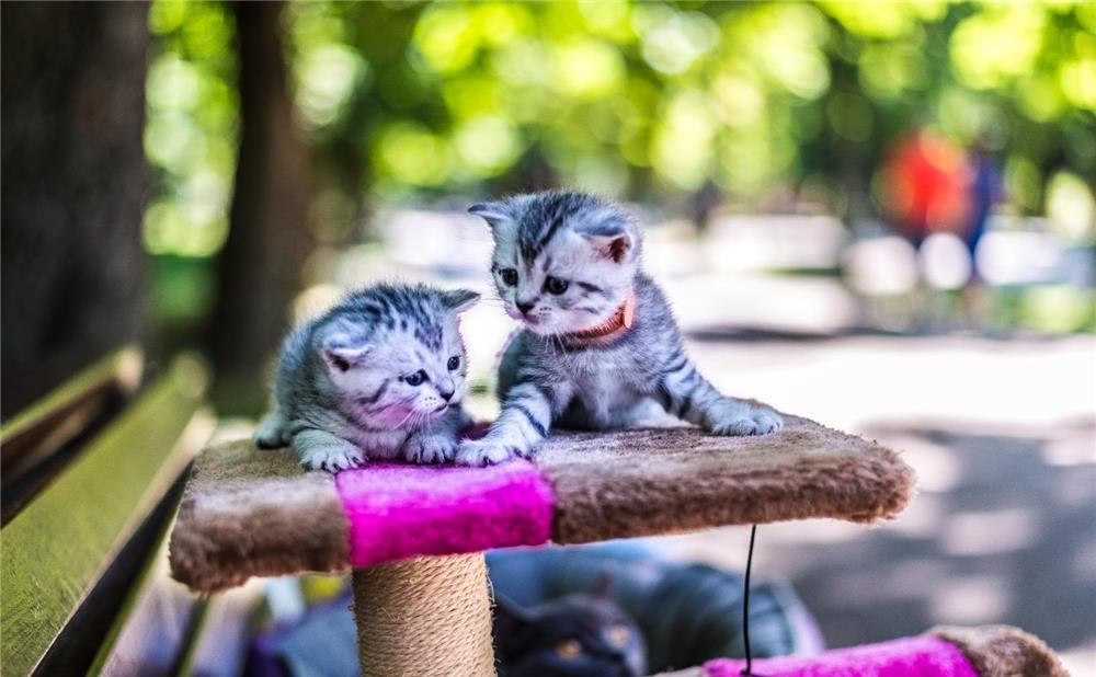 British shorthair tabby silver