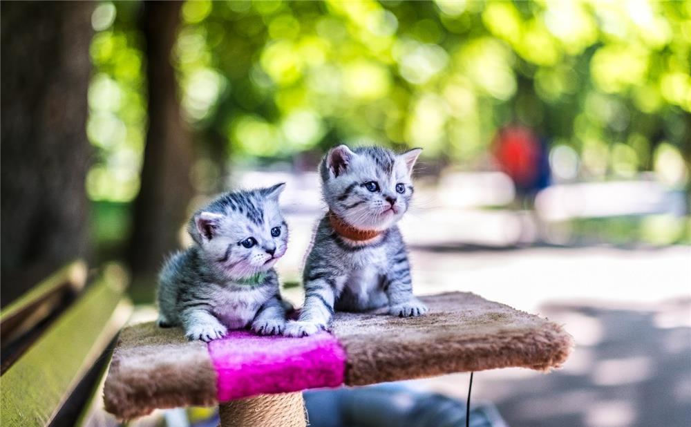 British shorthair tabby silver