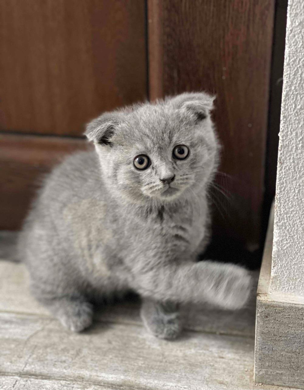 British ShortHair urgent!