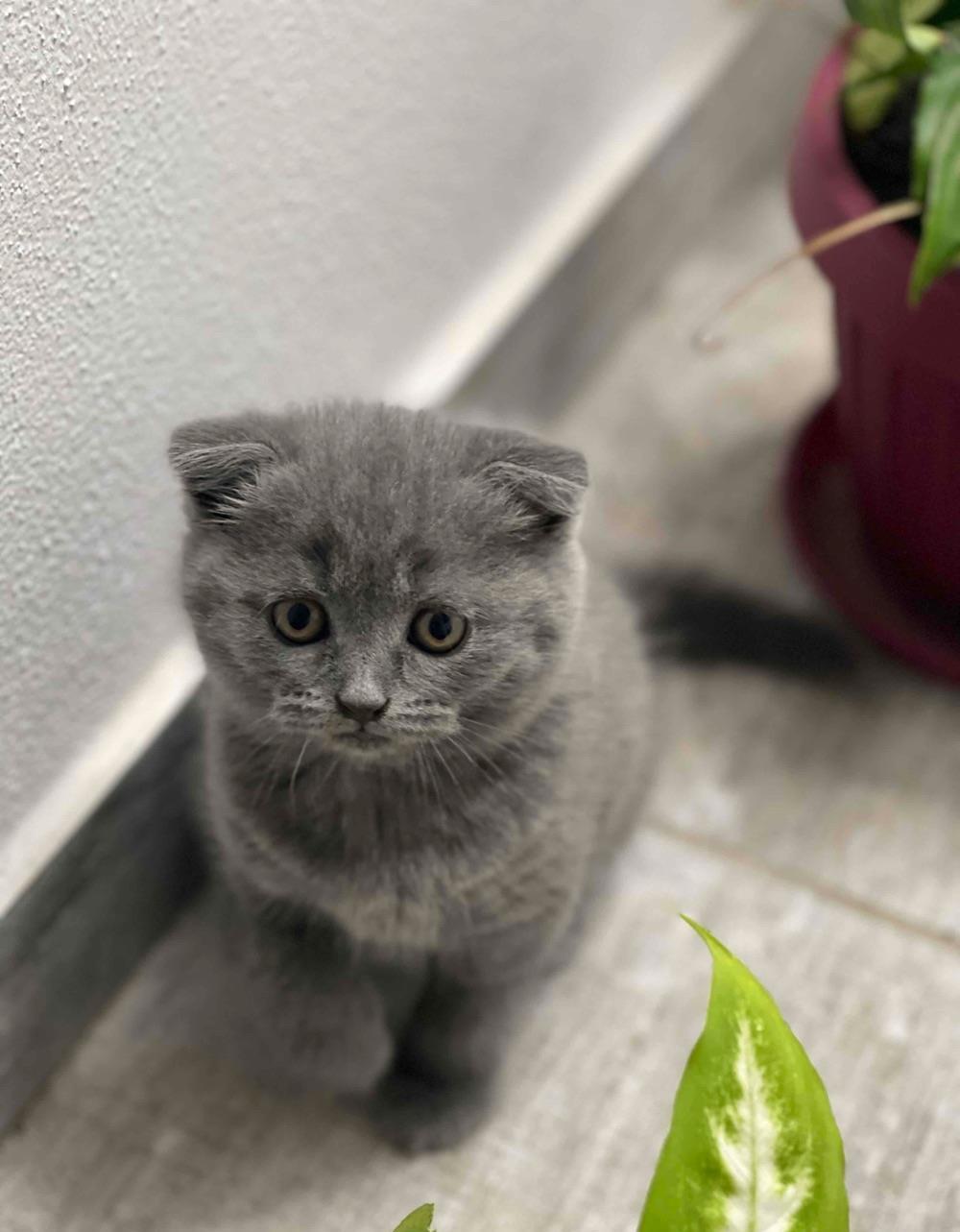 British ShortHair urgent!