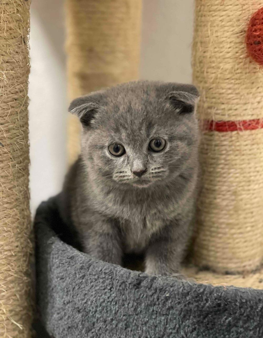 British ShortHair urgent!