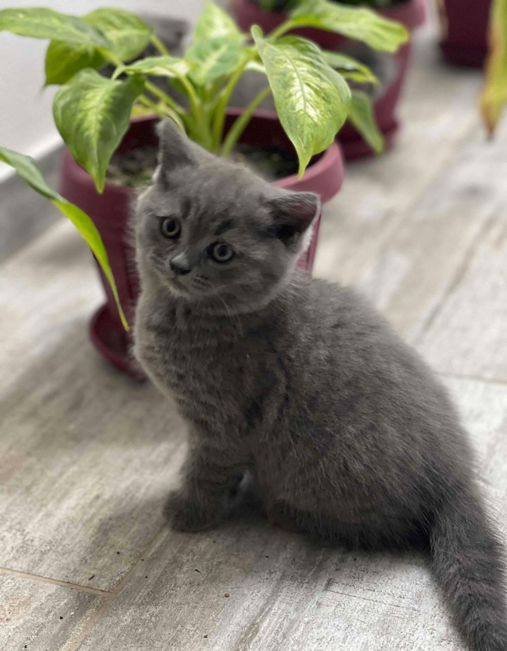 British ShortHair urgent!