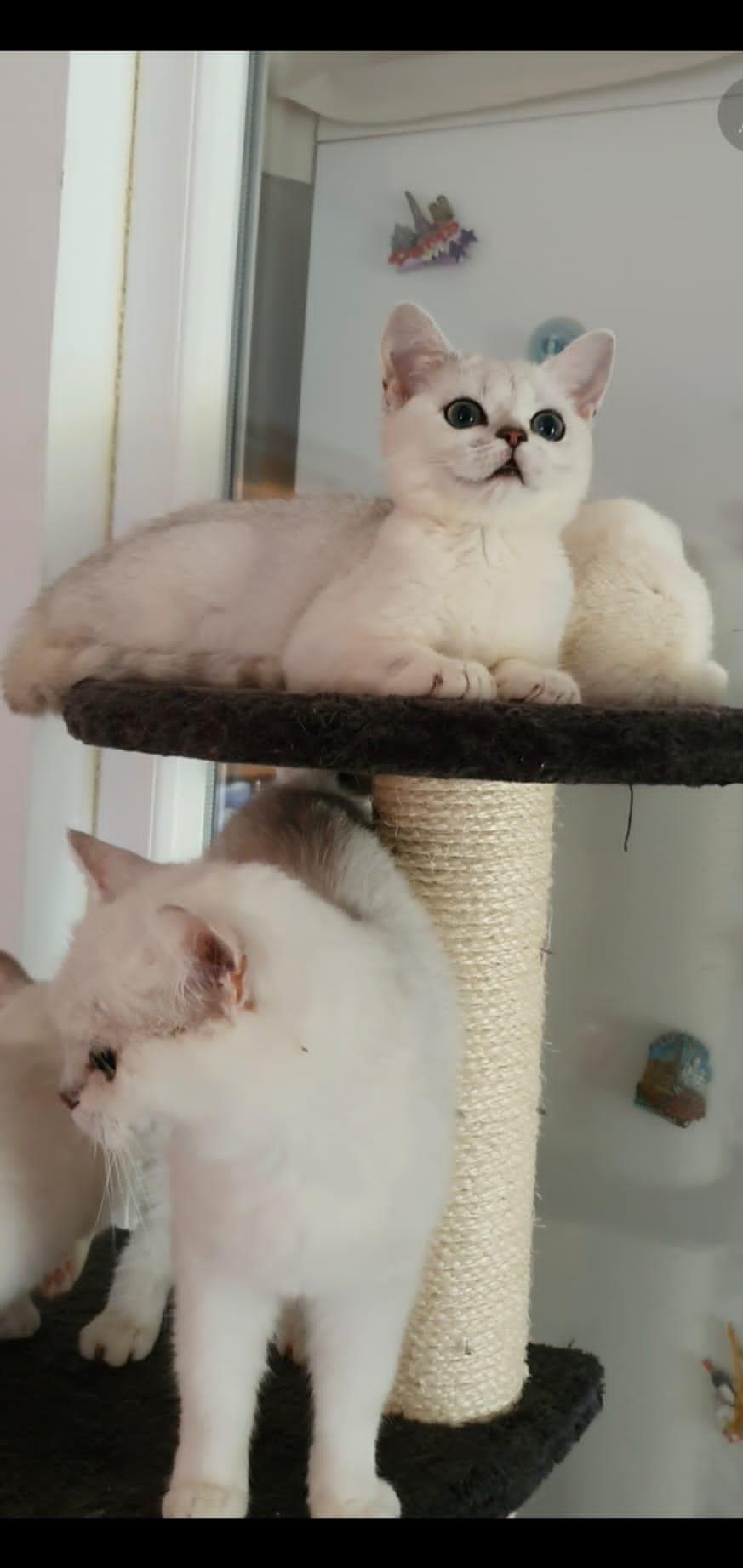 British Shorthair white