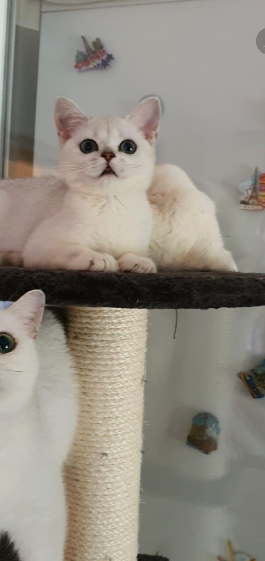 British Shorthair white