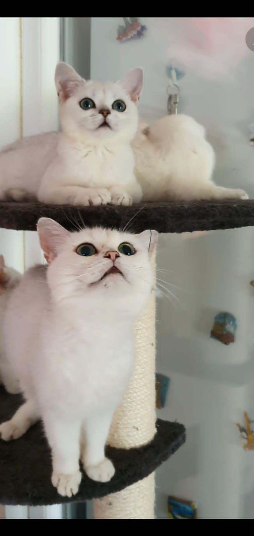 British Shorthair white