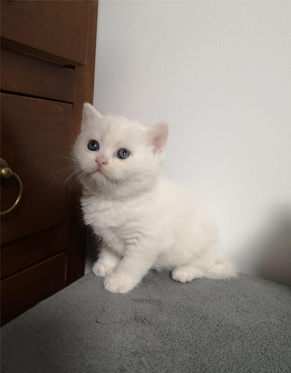 British Shorthair white
