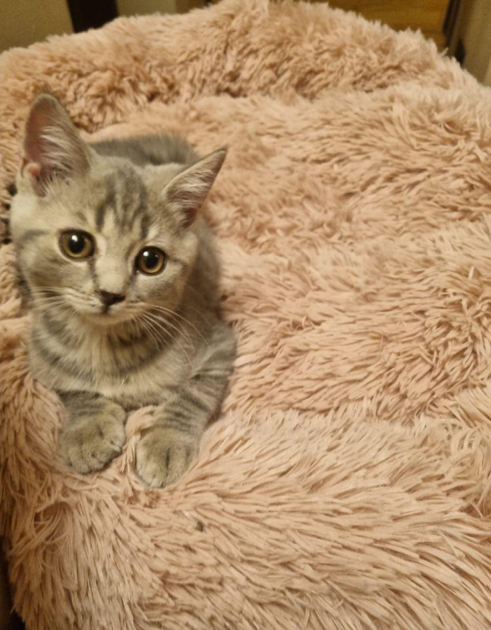 British Sorthair blue tabby 10 saptamani