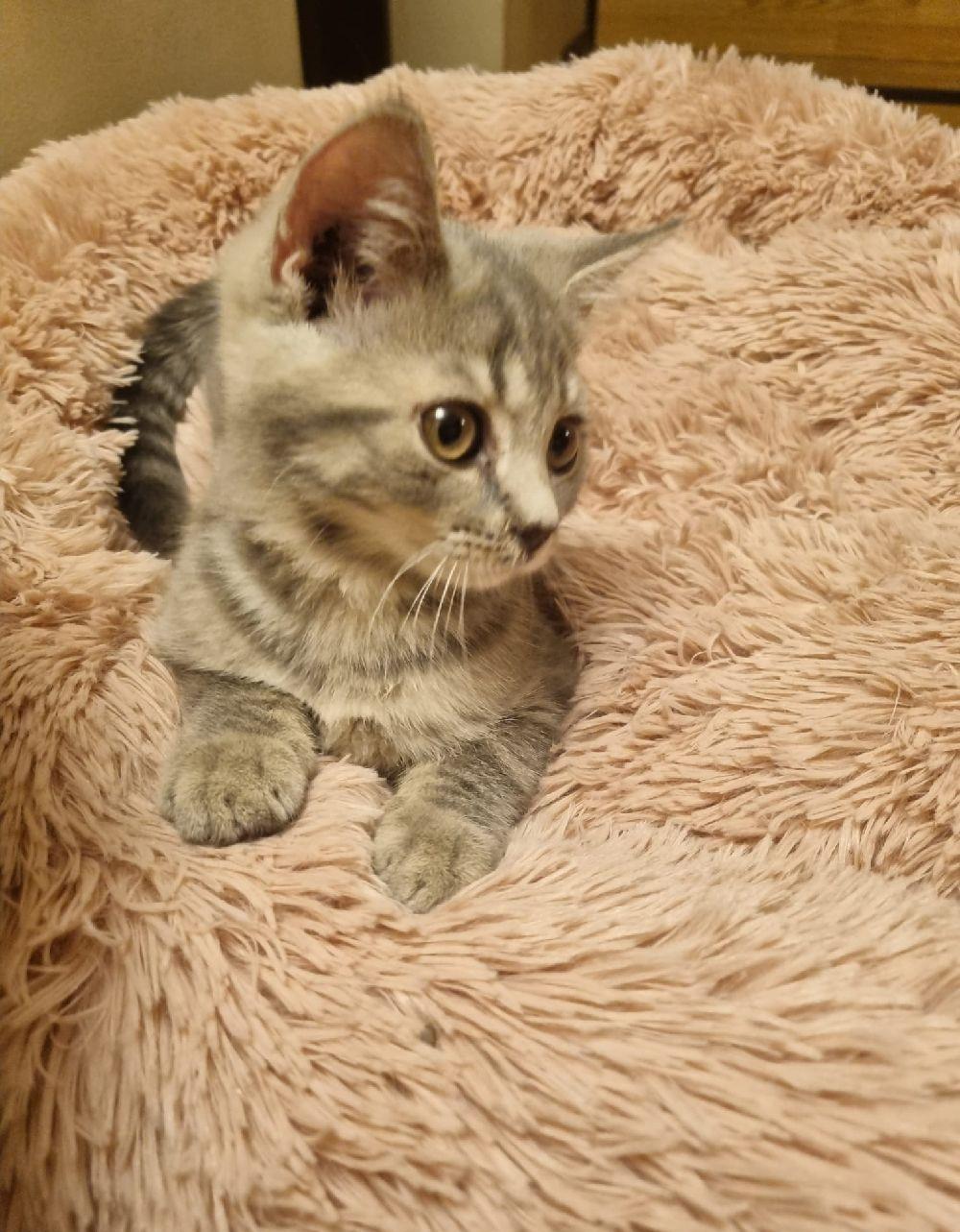 British Sorthair blue tabby 10 saptamani