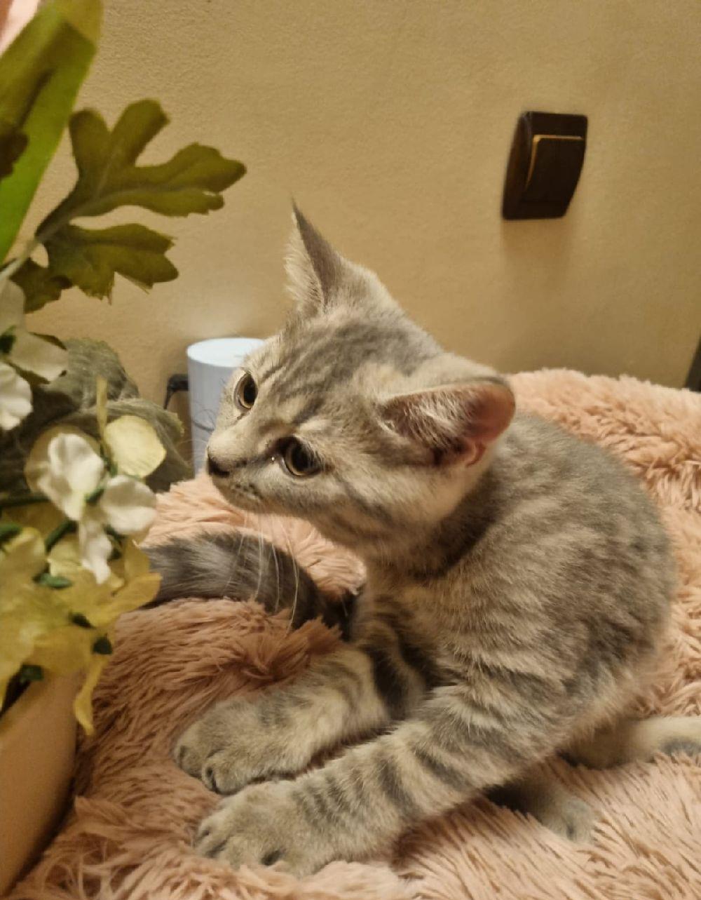 British Sorthair blue tabby 10 saptamani